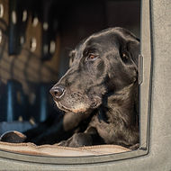 Dakota Dog