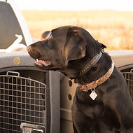 Dakota Kennel Dog