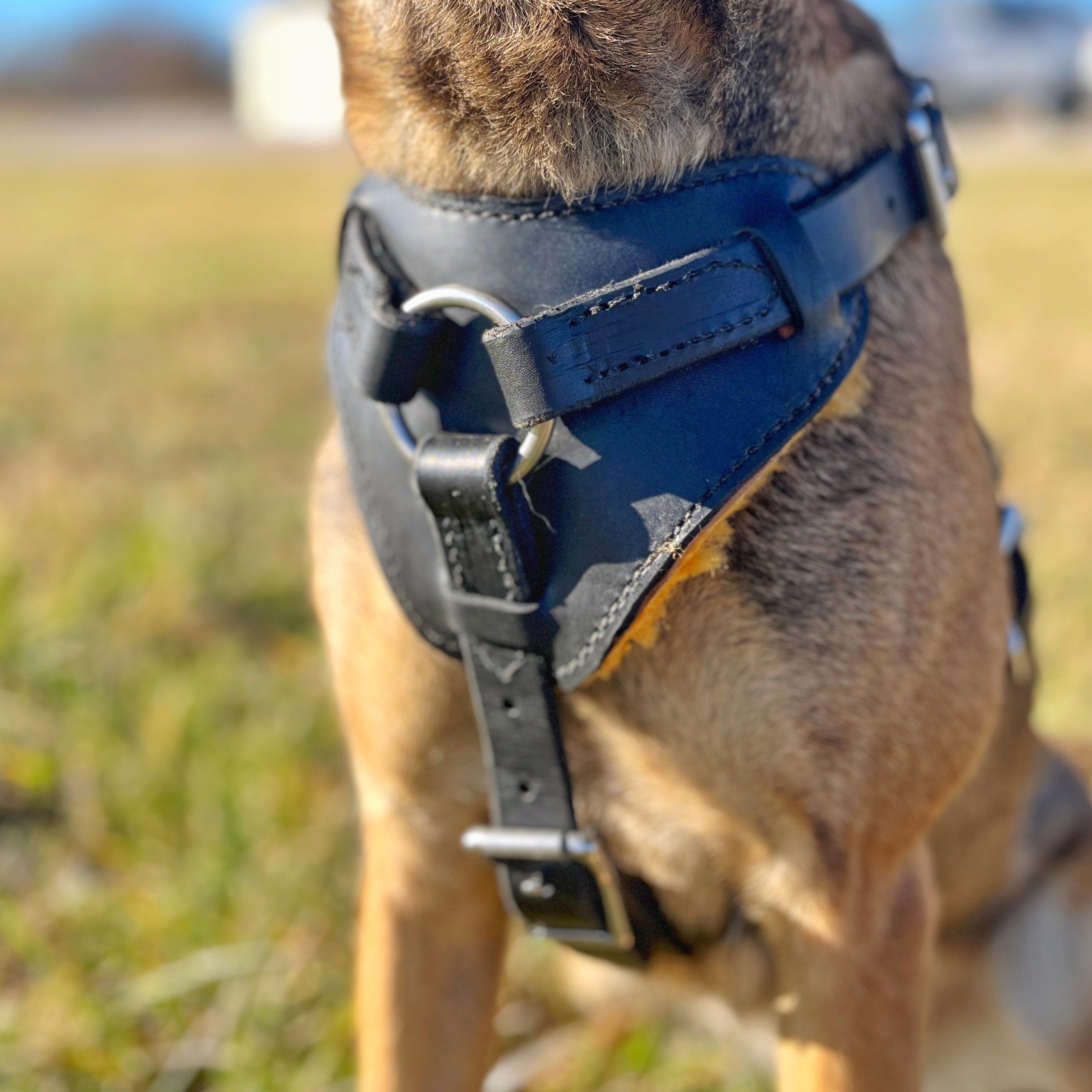 Leather Harness - Image 2